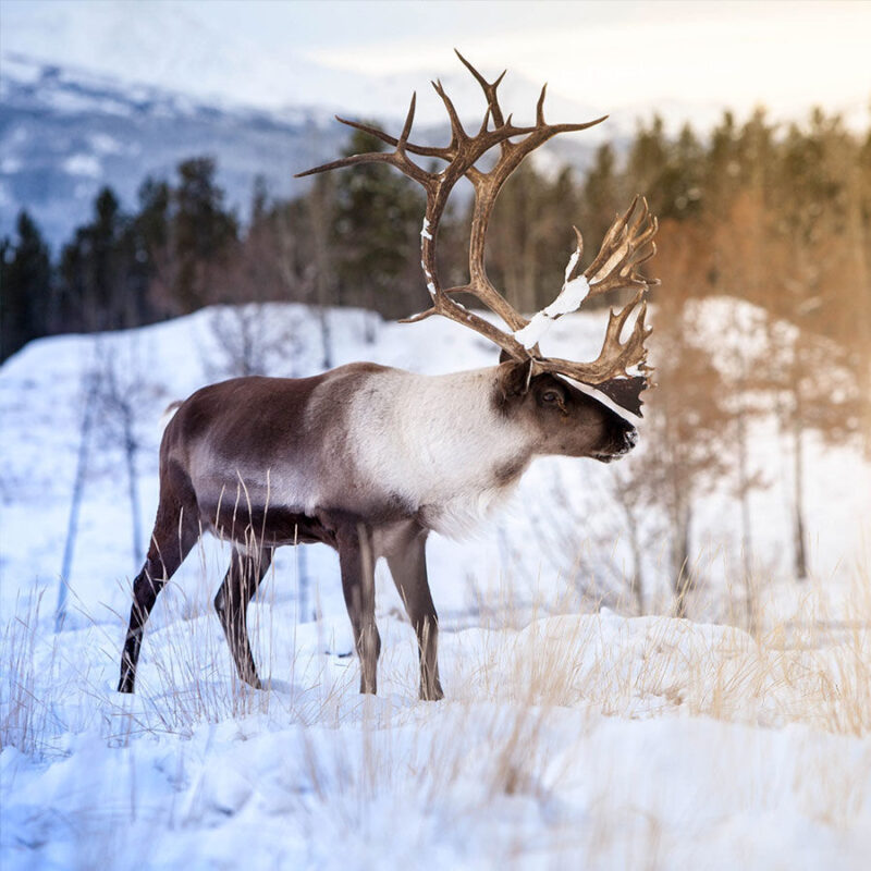 caribou yukon