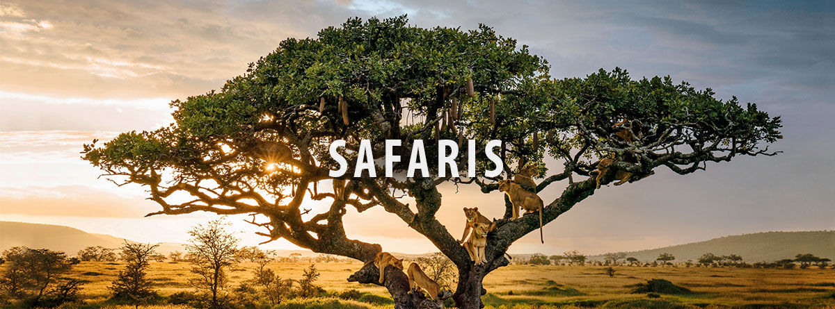 safaris