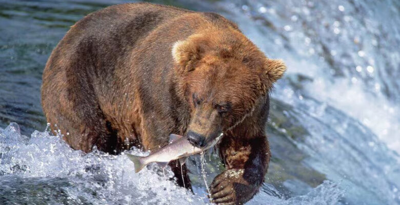 un oso en Alaska capturando un salmón